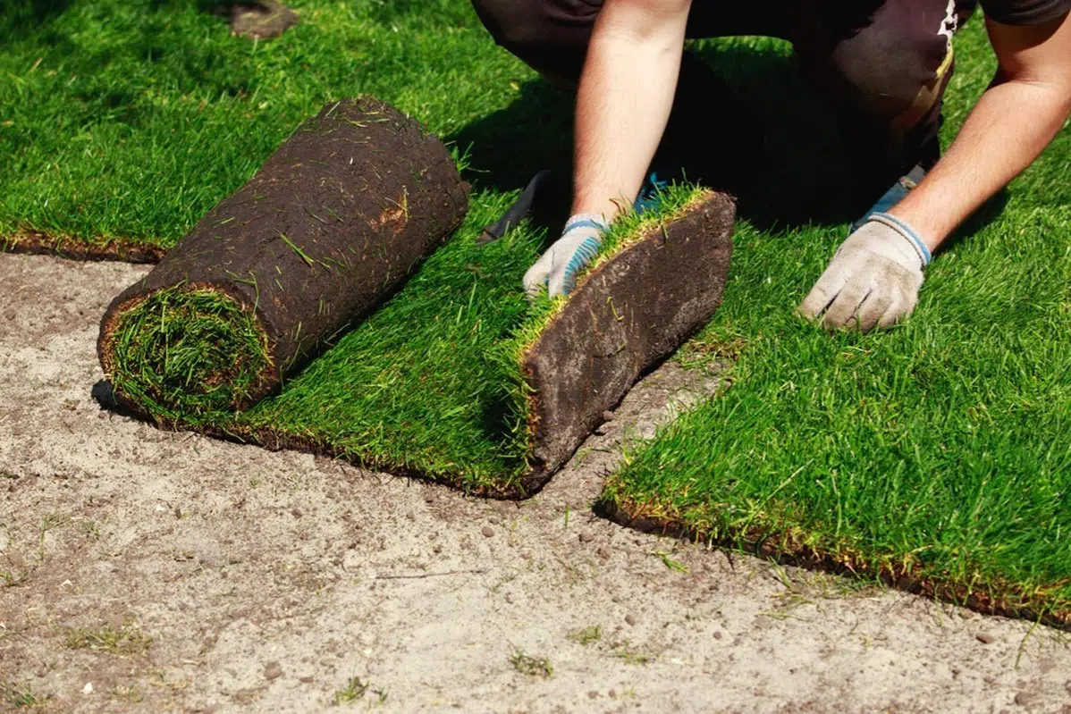 Sod Installation project 4