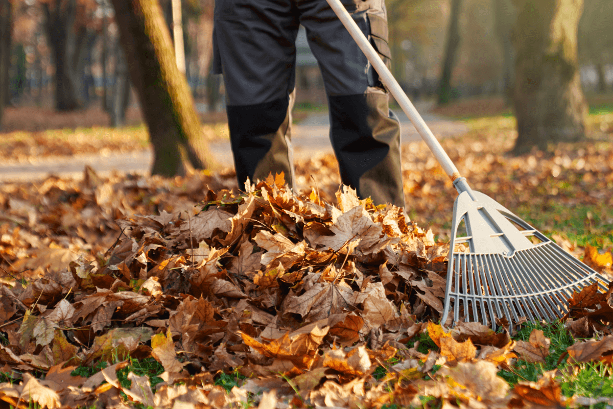 Leaf Removal project 2